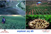 आलुखेती बाँफुखोला वडा नं. १२